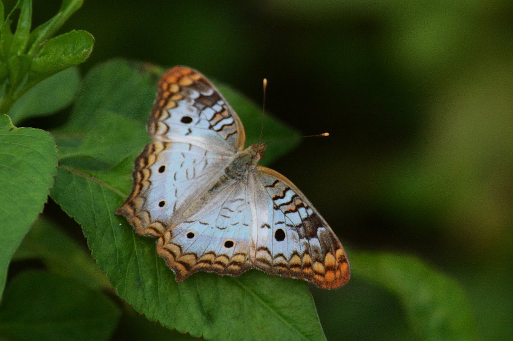 200 2015-01140421 Everglades NP, FL.JPG - White Peacock (Anartia jatrophae). Butterfly. Shark Valley, Everglades National Park, FL, 1-14-2015